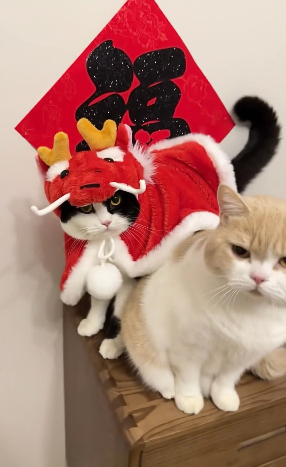 奴才：可以當一年喔