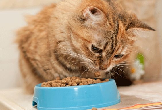 定時定量餵食。