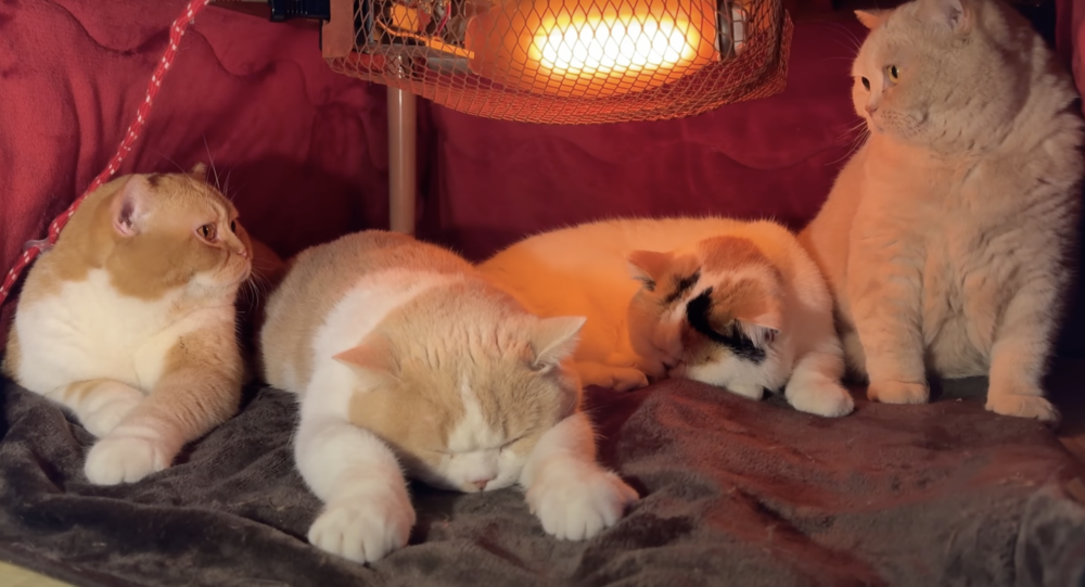 奴才：你們真會選位置