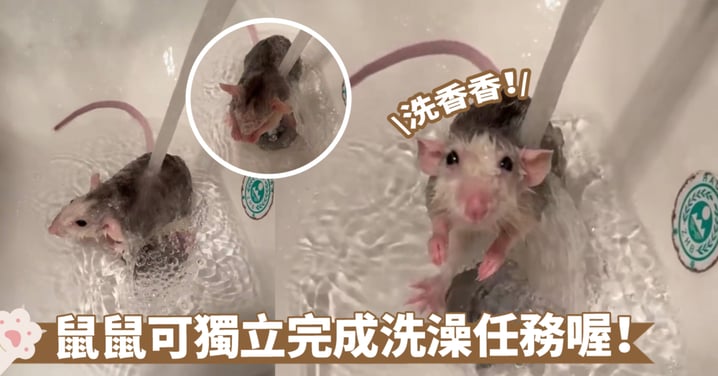 自己洗澡超省心！原來鼠鼠根本不怕水喔～奴才：小心耳朵別進水啦