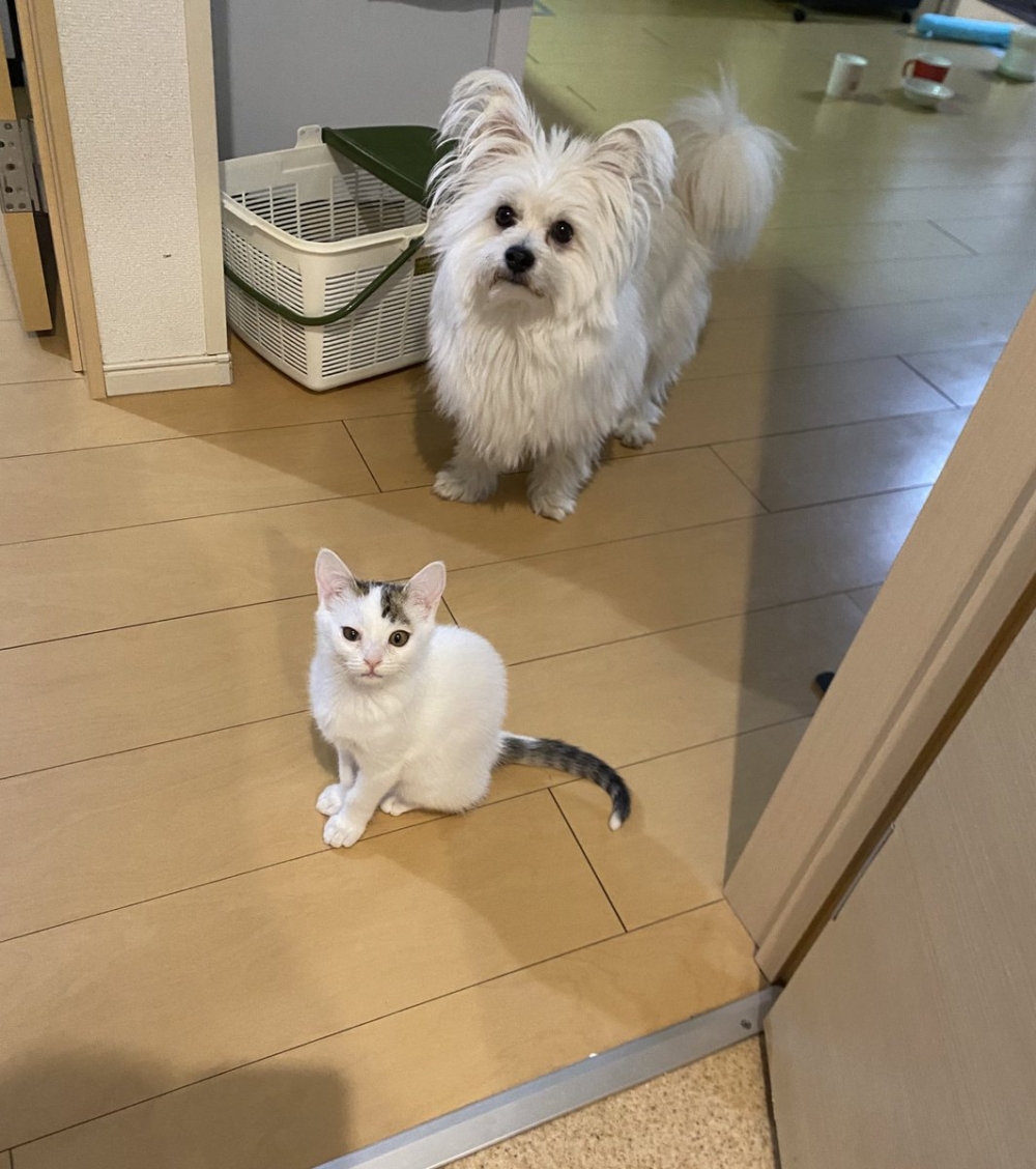 喵：怎麼個慘法啊？