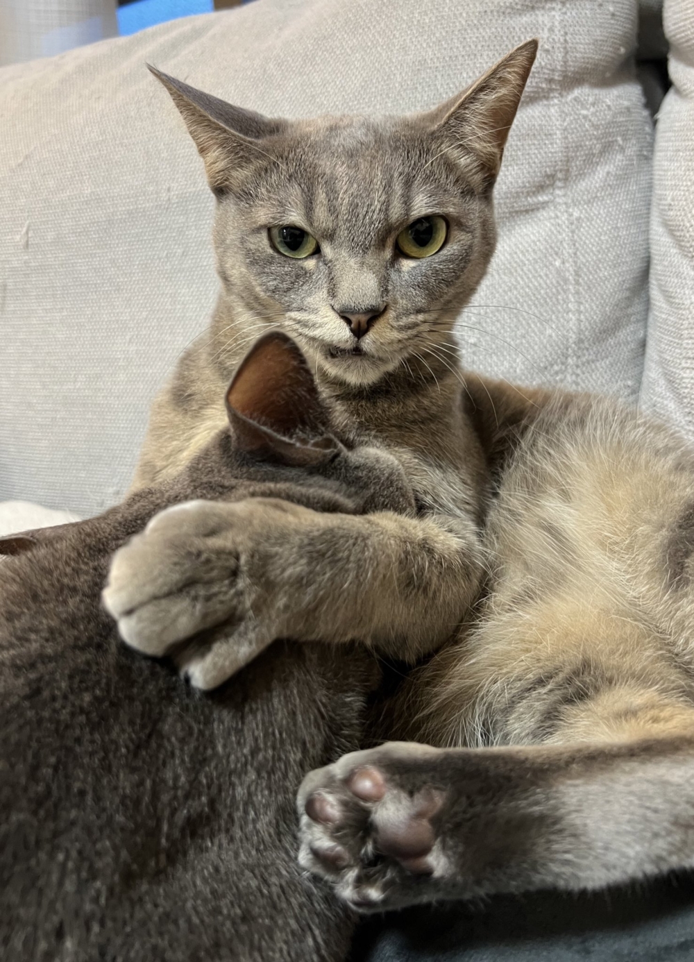 喵弟：配合你一下