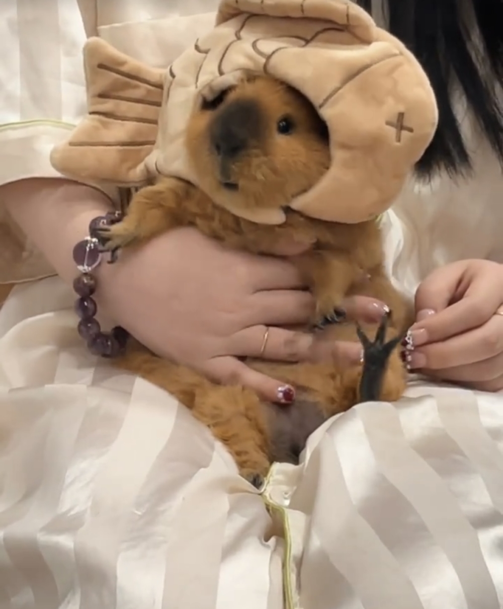 奴才:那我還是挺瞭解你的喔