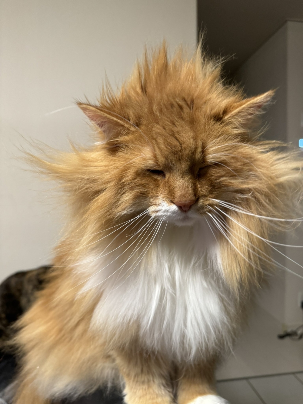 奴才：確實有點像囉