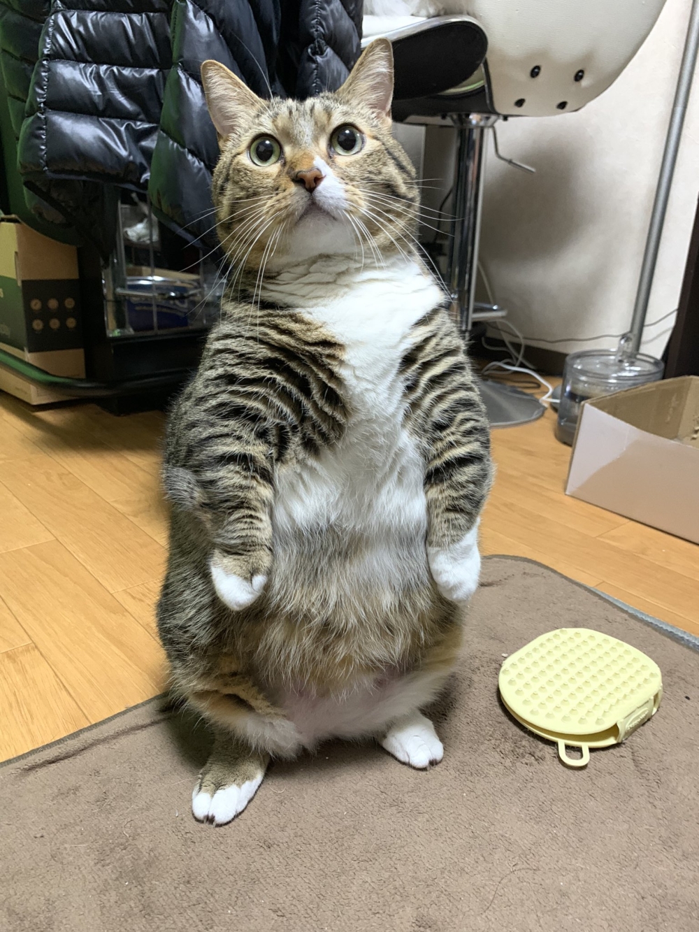 奴才:當然不是啊