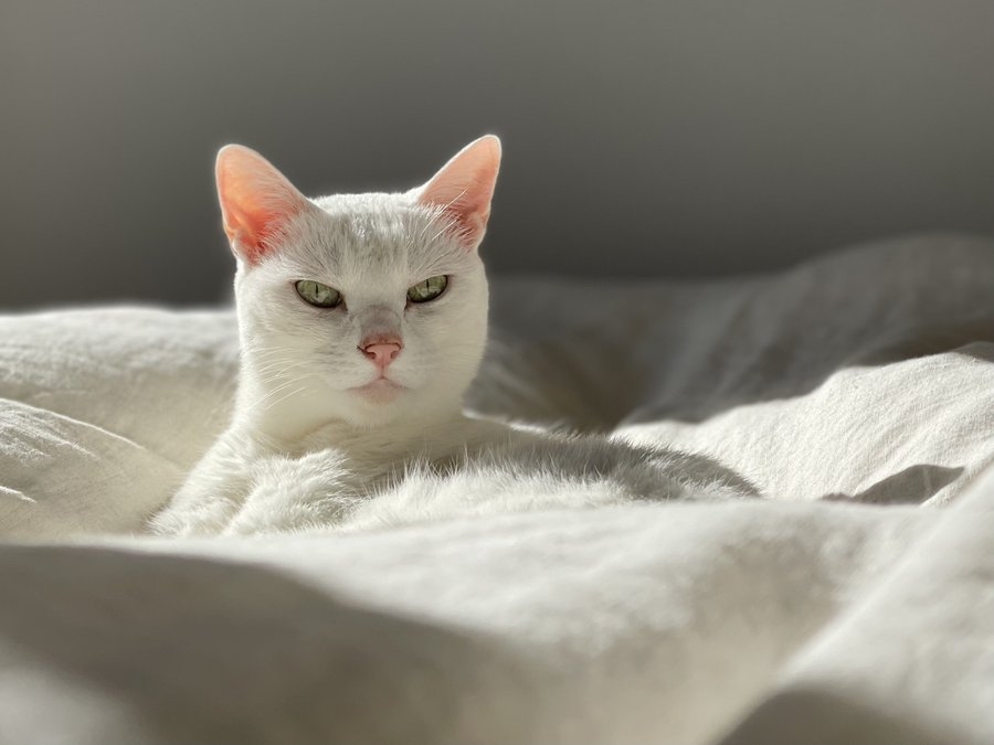 奴才：你還真是會選啊