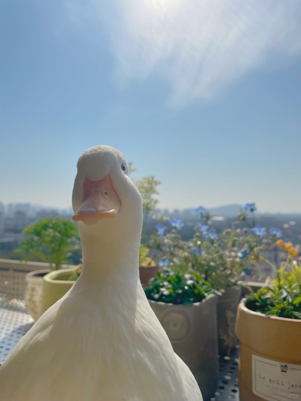 奴才：能出來活動一下也好