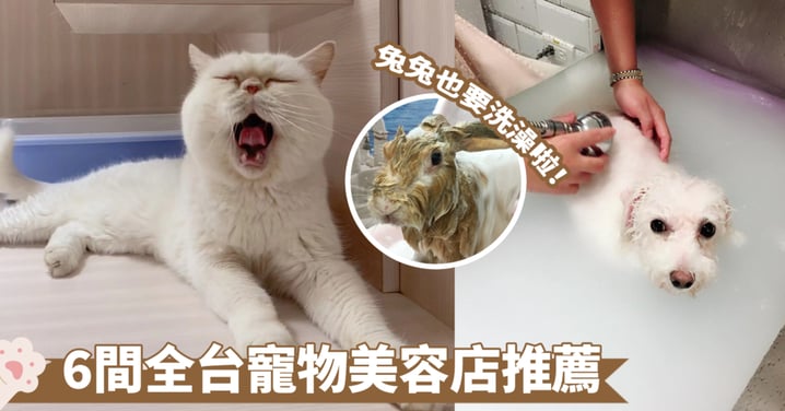 【寵物美容】6間台灣寵物美容店推介！媲美spa的高級服務、牙齒清潔、一站式人寵共融
