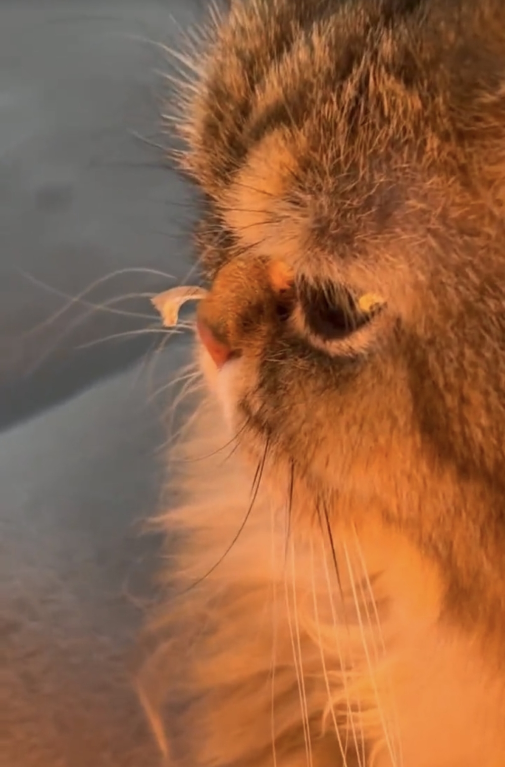 奴才：別氣壞了身體啊