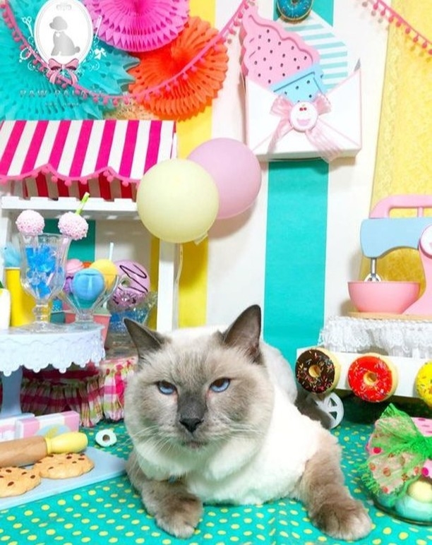 提供一個舒適環境讓毛孩放鬆安心享受各項服務。