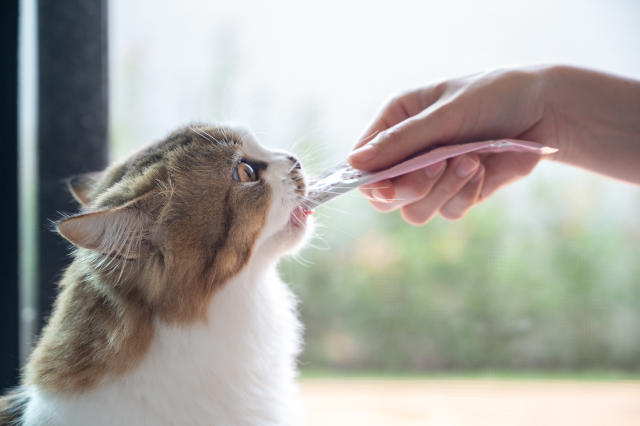 減少餵貓零食。
