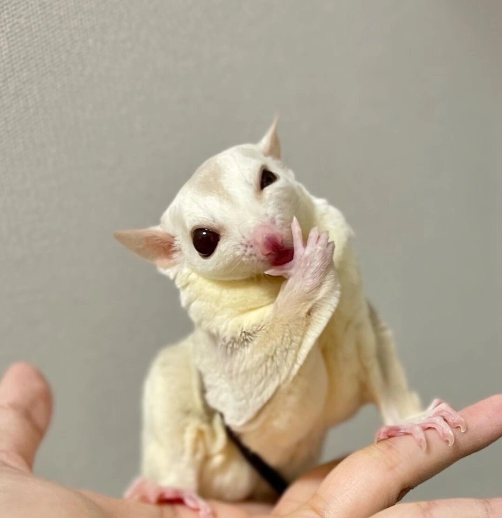 奴才:還真有點欸