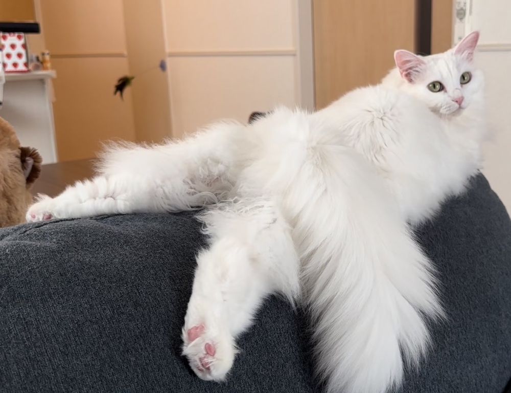 奴才：你這是在幹嘛呀