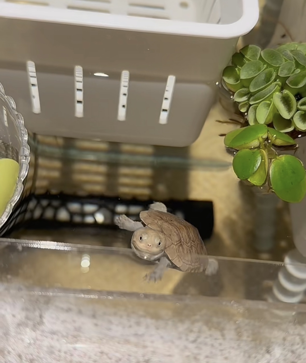 奴才：你在累積經驗喔