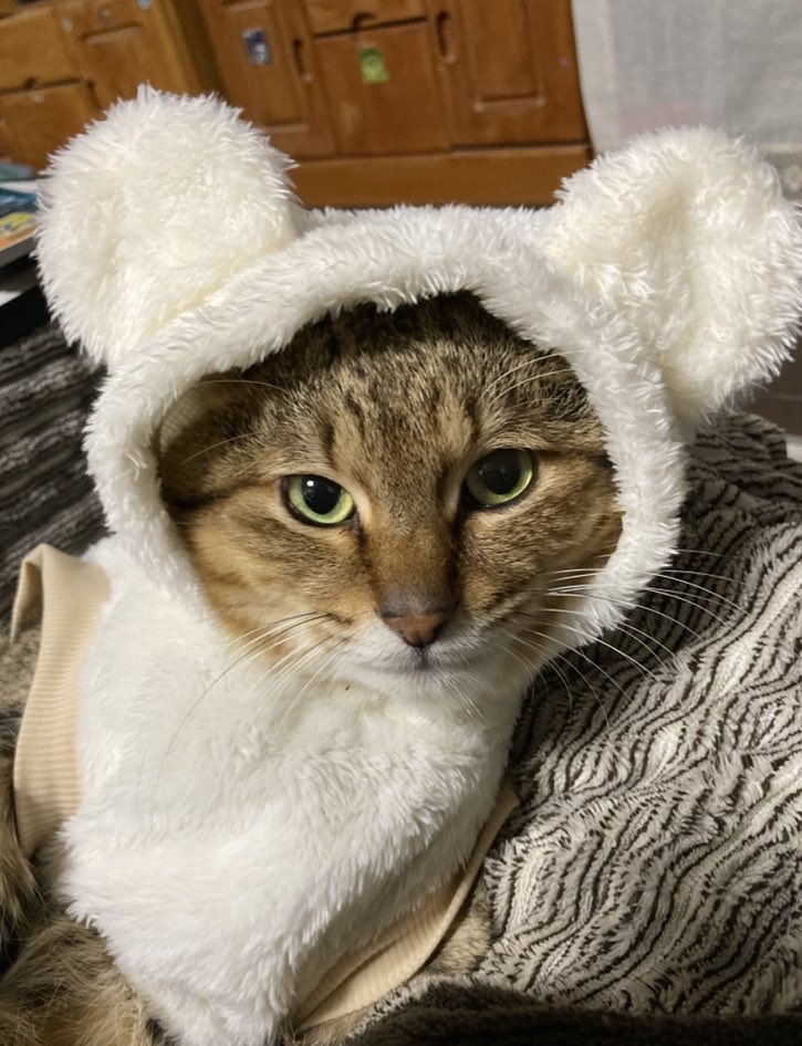 奴才：真的嗎！！！