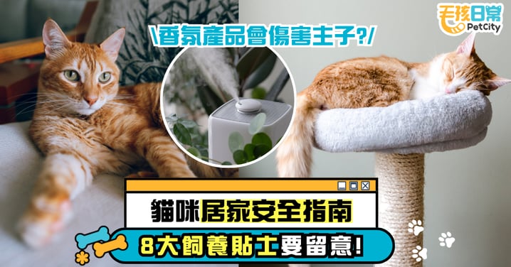 貓咪居家安全指南|這8件事要注意!香氛產品也可能傷害貓咪