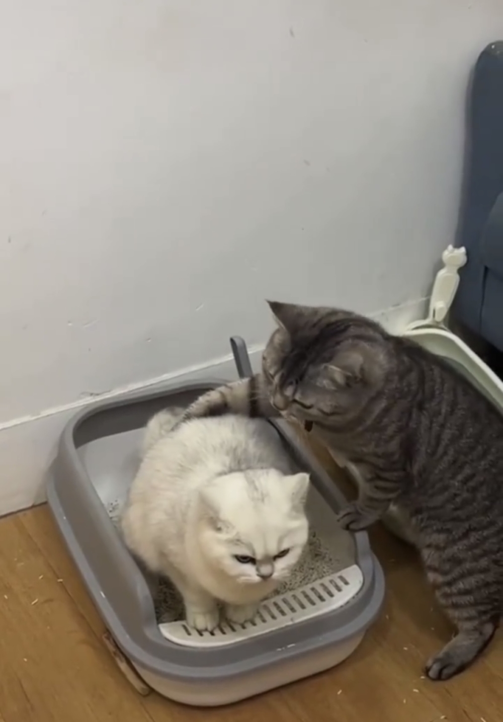 虎斑喵:幫幫你呀