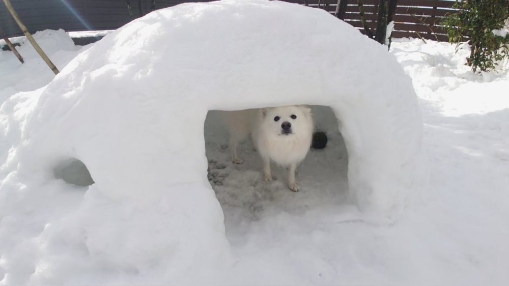 奴才：小小心呵護喔