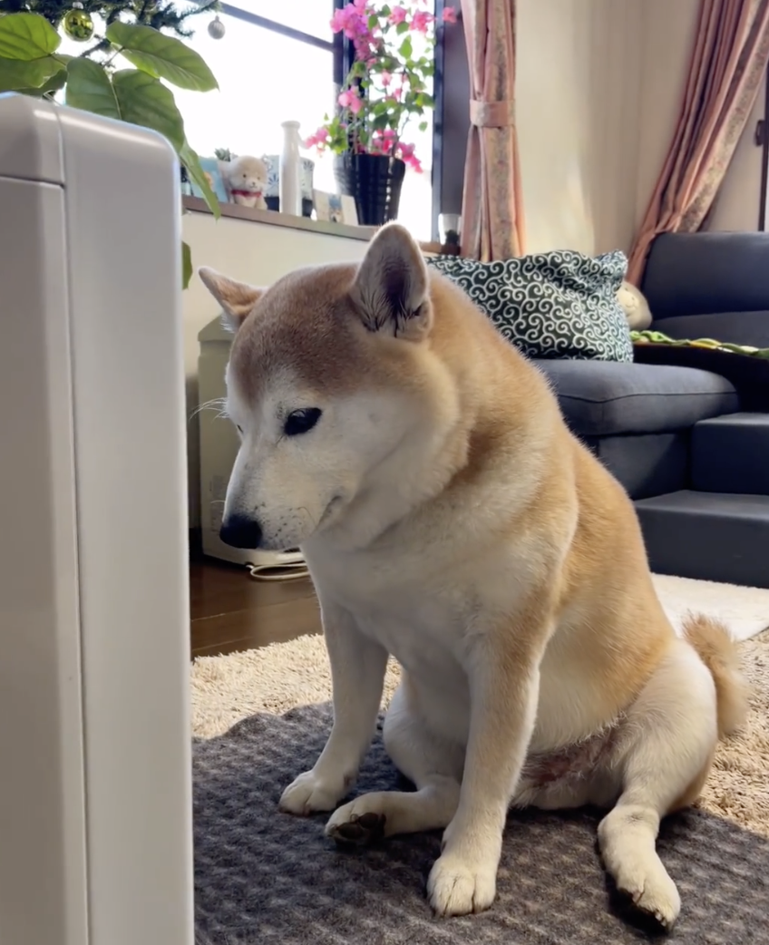 有没有人知道他是什么品种的狗？他的脸看起来像斯塔福德郡斗牛犬，但身体是罗威纳犬的大小-, image size:848x1042