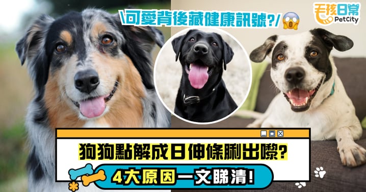 狗狗為什麼愛吐舌頭？4大原因一次解密！可愛背後其實藏有健康訊號