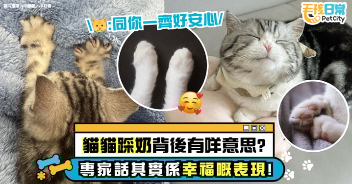 貓咪踩奶原來是這樣！主子一邊踏踏一邊撒嬌 專家解釋這是幸福的象徵！