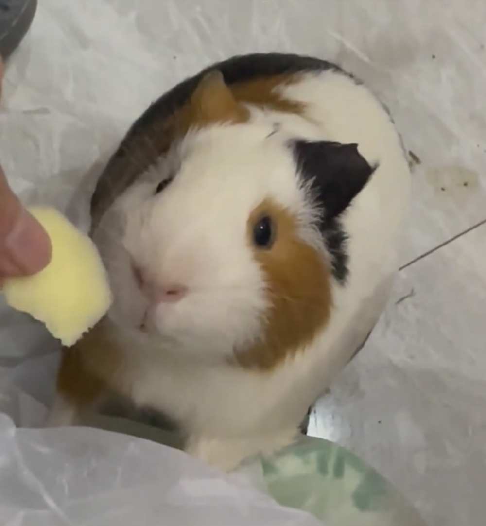 奴才:好了,別再吃了