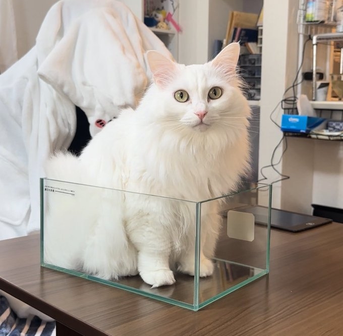 奴才：也沒有很久吧