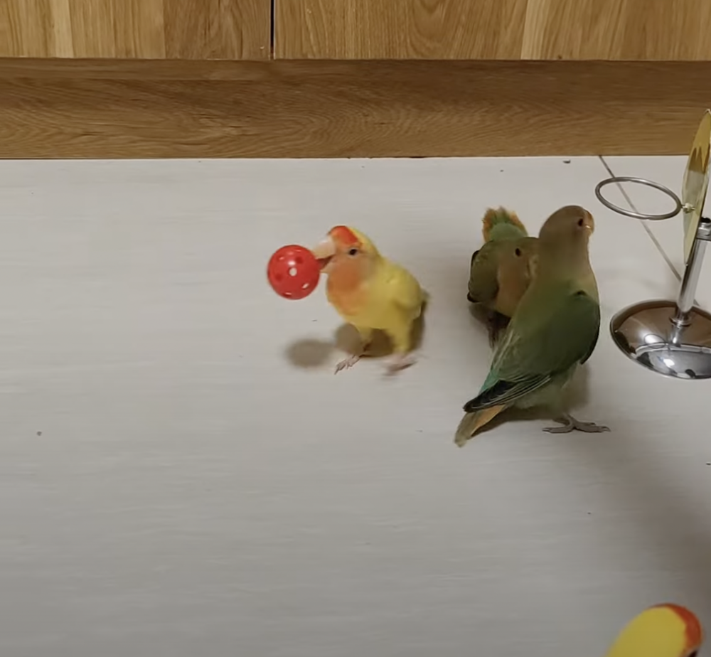 奴才：一點都不害羞的嗎！