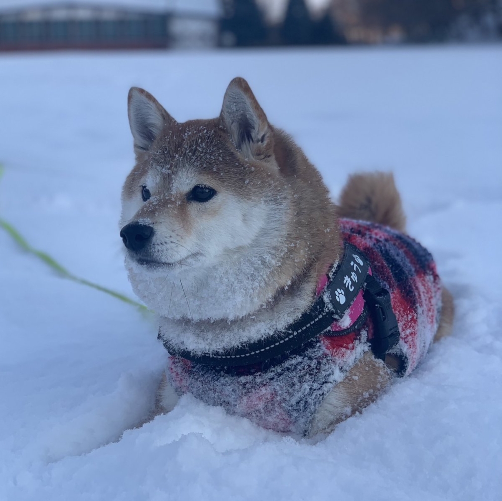 奴才：那我同意你多滾幾圈