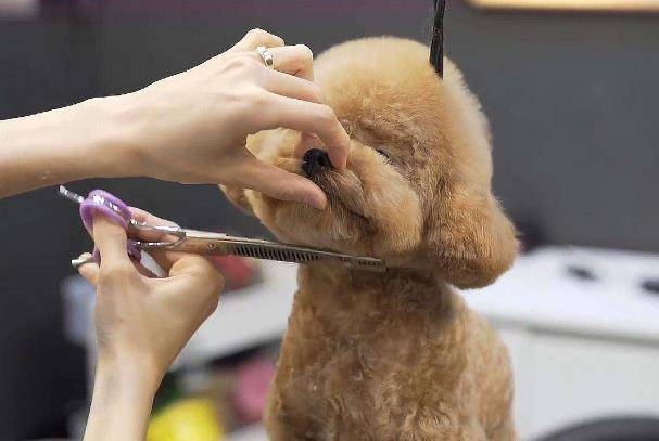 趁新年前為毛孩修毛啦!