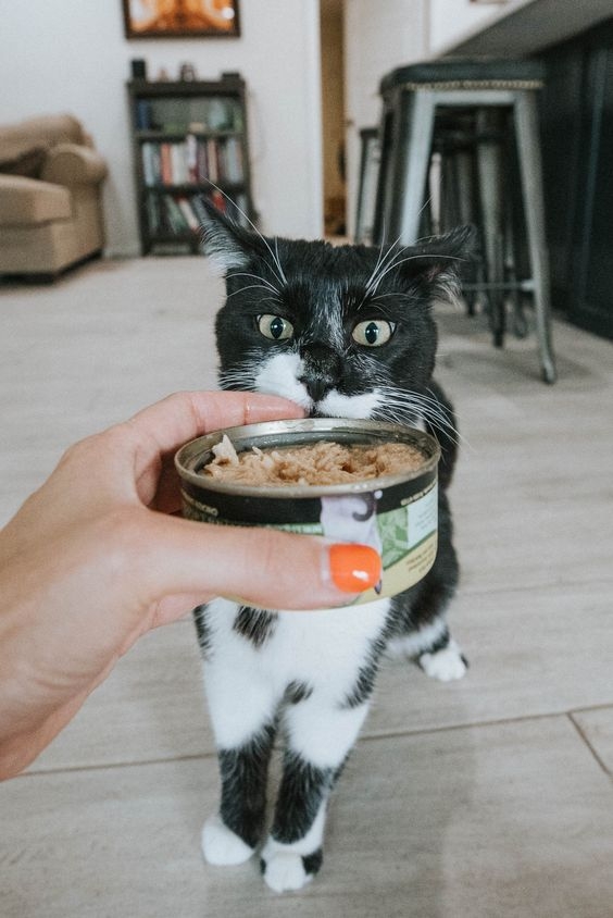 多吃貓罐頭。