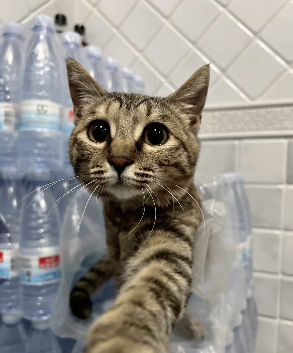 奴才：一切都會過去的