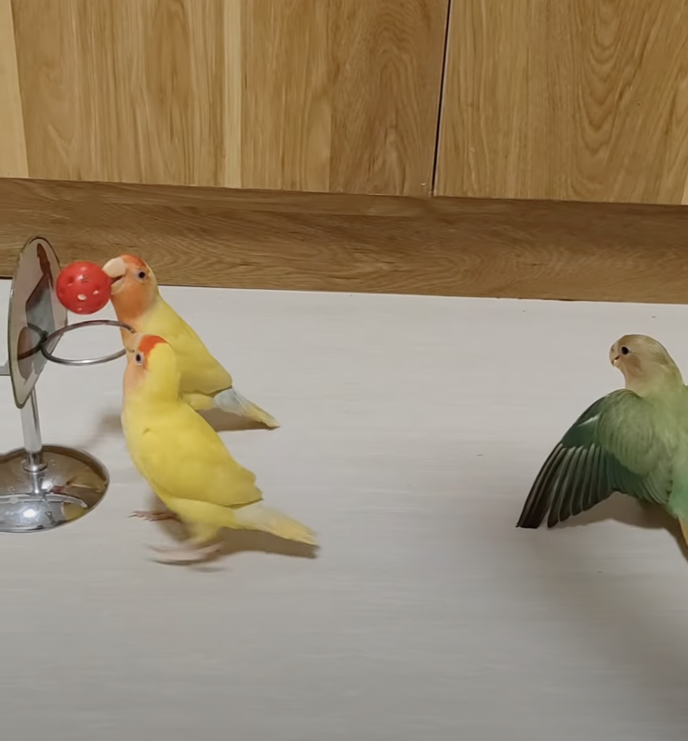 奴才：好不要臉啊