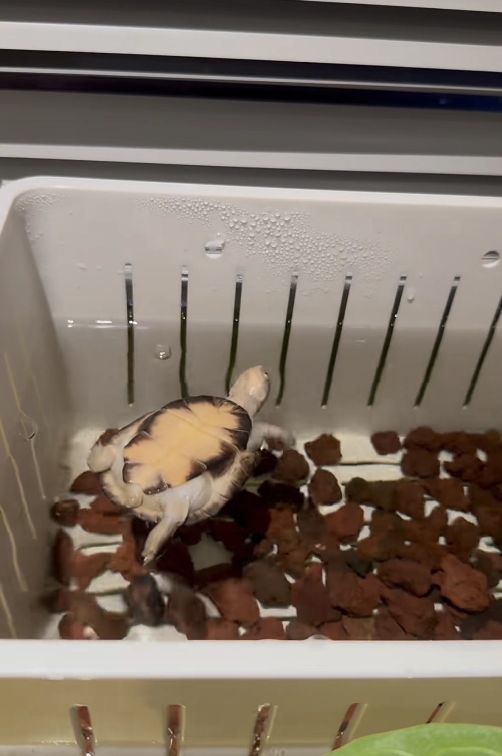 奴才：我讓你出來活動也不算嗎？