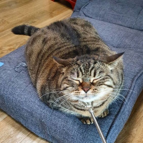 肥胖貓罹患二型糖尿病是正常體重貓咪的3倍。