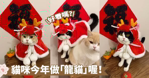 領先做「龍貓」！挑戰做全網最早穿新年裝的貓咪喔～招財貓提早上線啦！