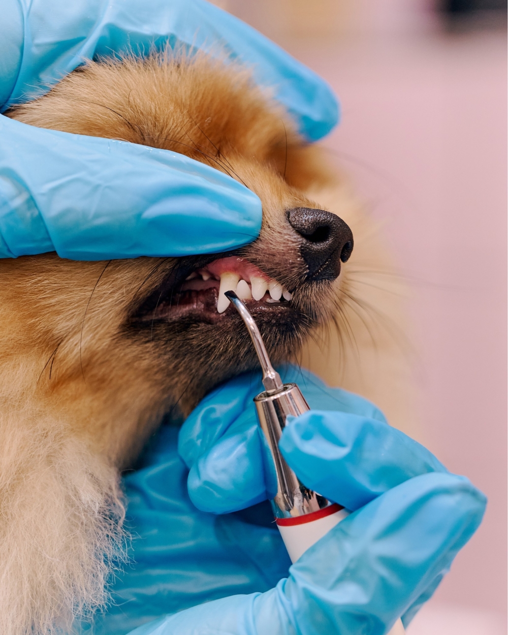 RUFF & FETCH有提供刷牙服務。