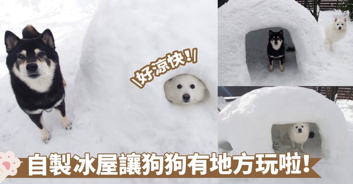 冬天不能只會堆雪人囉！雪地冰屋讓狗狗體驗一次愛斯基摩人的生活型態啦～
