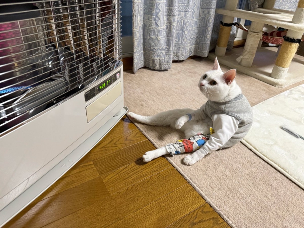 奴才：你好像菜市場阿婆捏