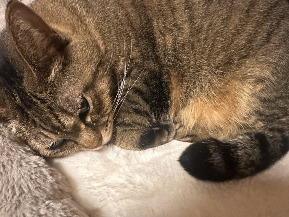 奴才：我第一次見嘛