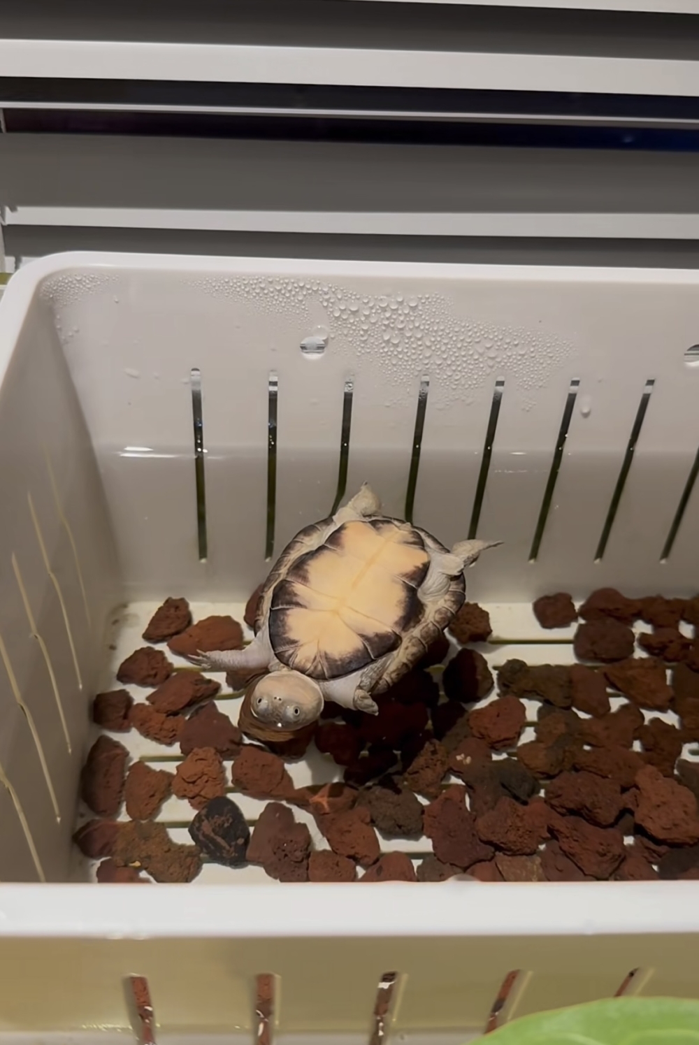 奴才：你別總是想著越獄啦