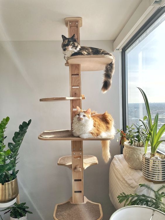 準備貓跳台讓貓咪多做運動。