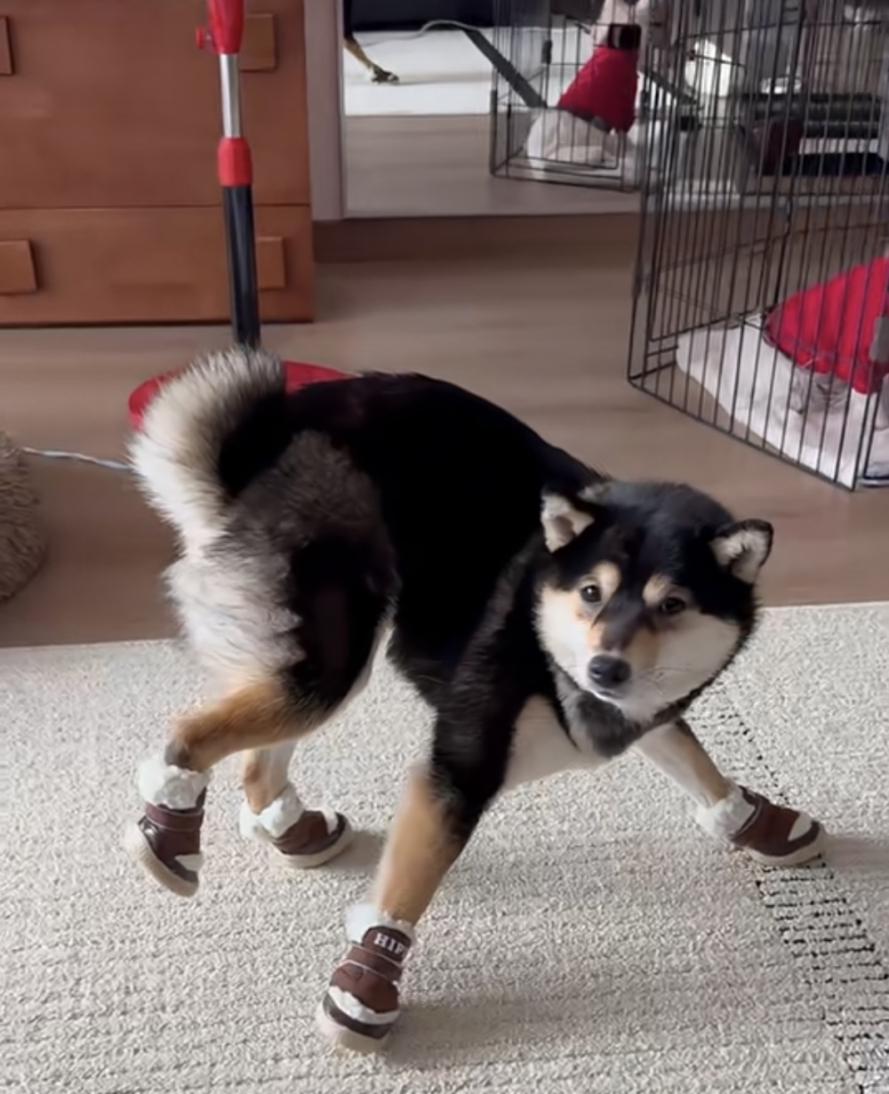 奴才：你這樣好搞笑啊