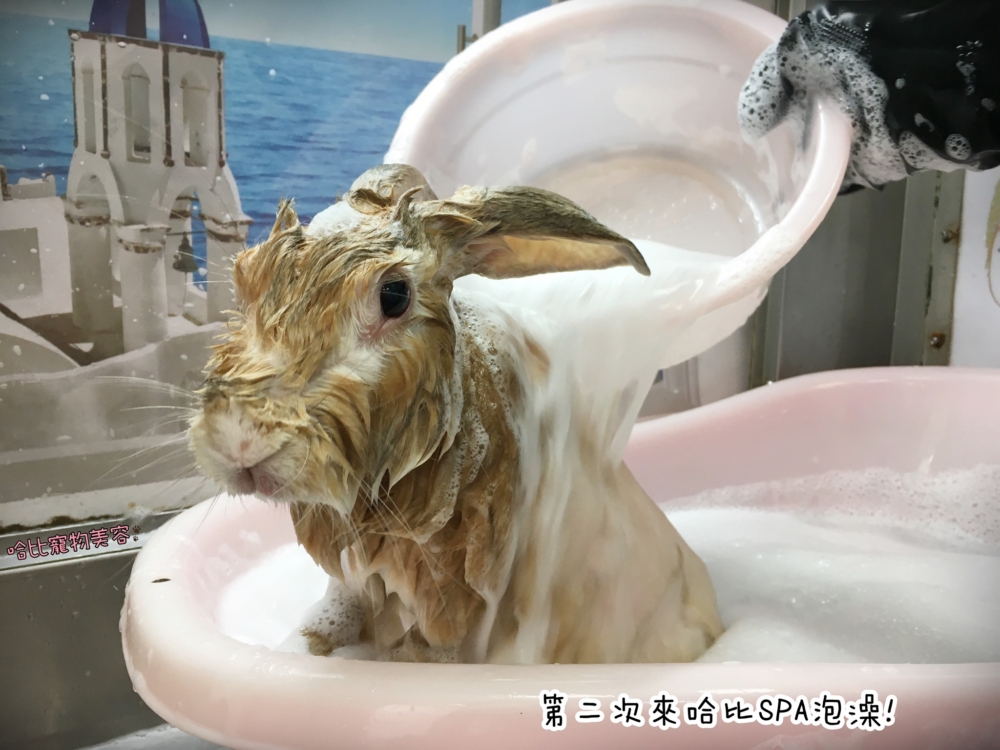 兔子也要洗澡耶!