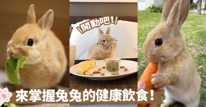 提升寵物兔兔健康的飲食策略！讓你的小兔子活力四射，快樂無憂～