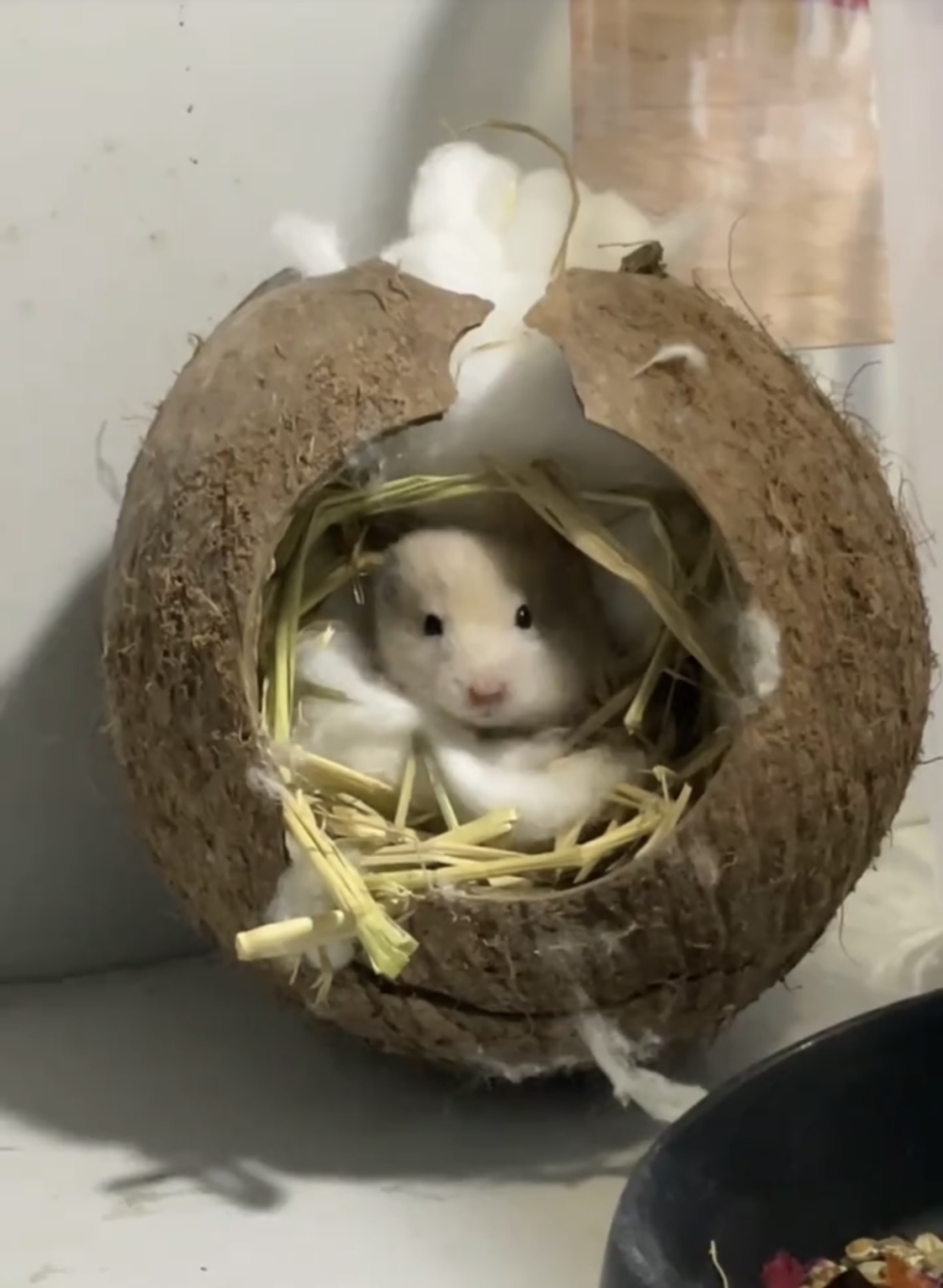 奴才：這麼說確實也沒錯