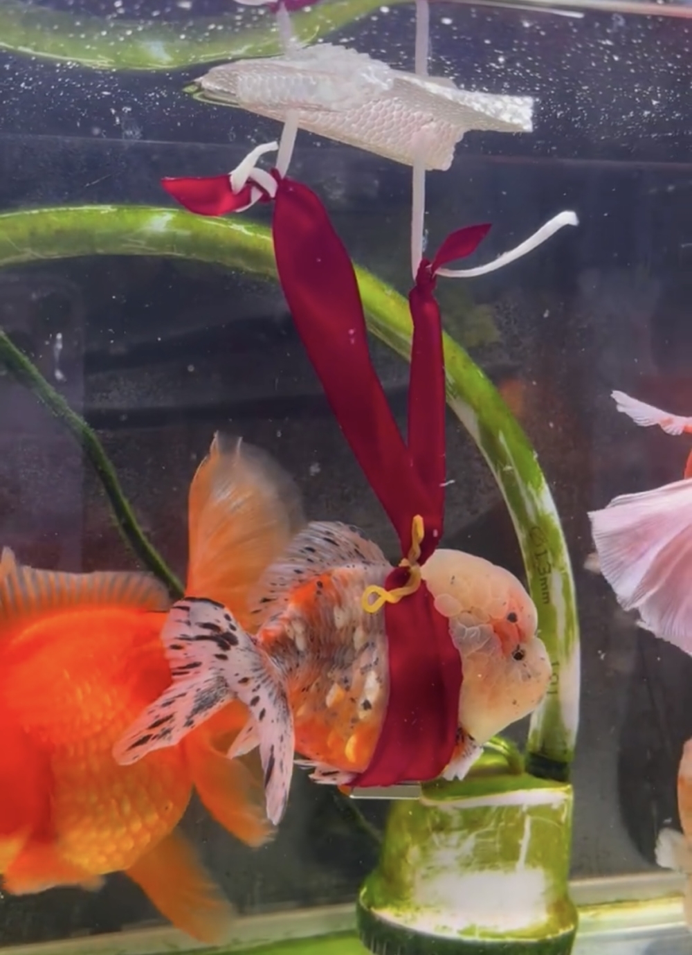 奴才：你的健康最重要啦