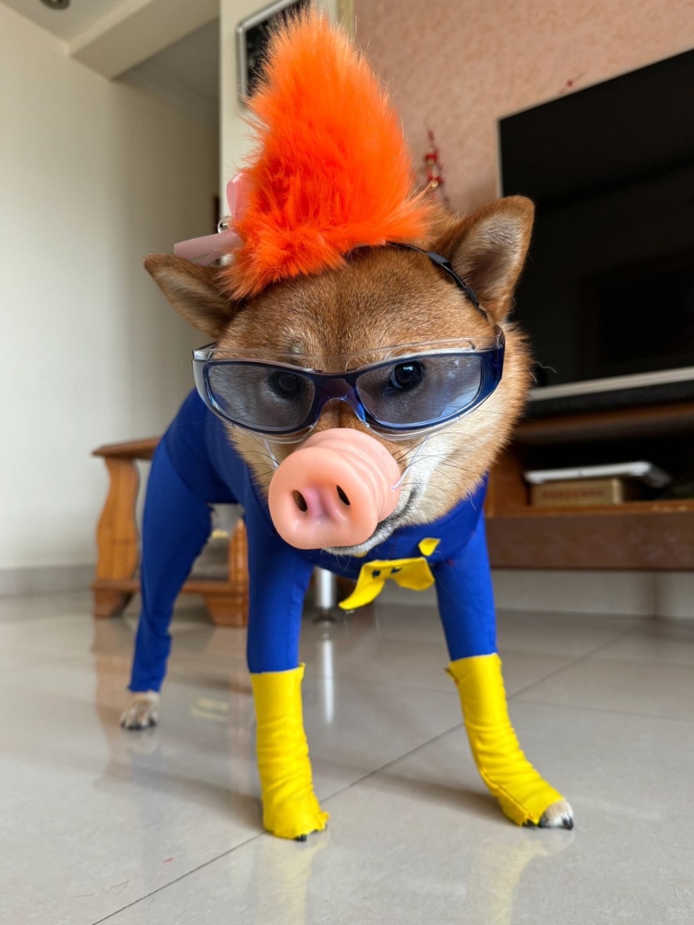 奴才:今天是扮演「豬豬俠」