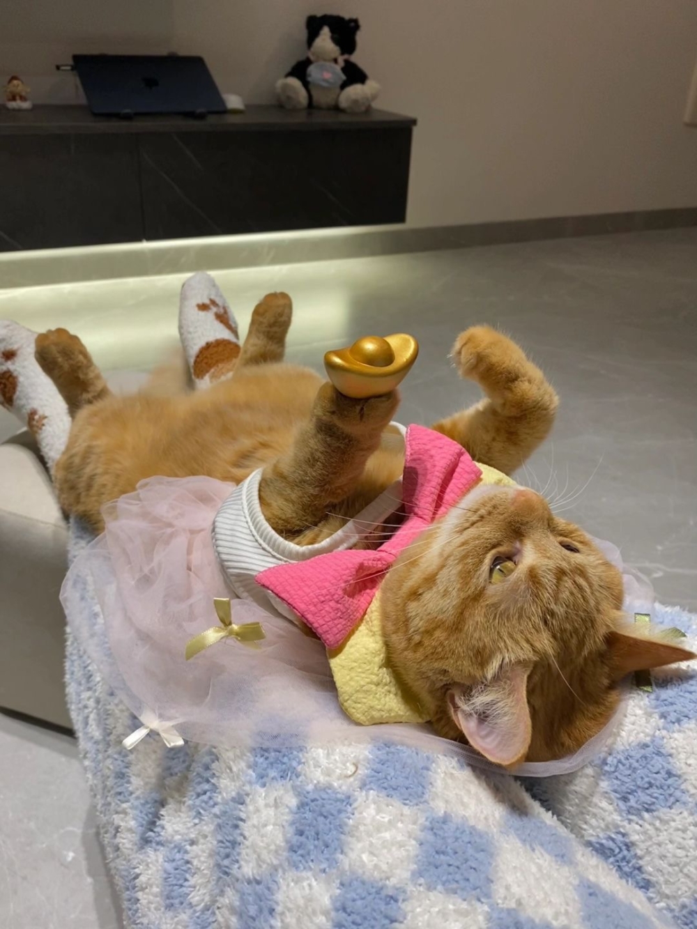 奴才:當然是越多越好啊