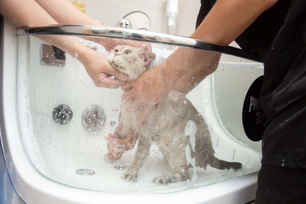 Private i Pets 提供一站式的「人寵共融」美容服務。